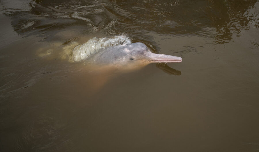 Cacería y comercio: riesgo para los delfines de río en Suramérica