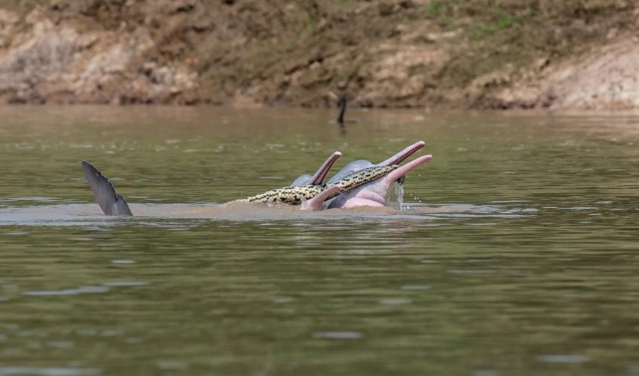 An Anaconda’s Play Date With Dolphins Took a Strange Turn