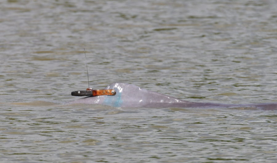 Seguimiento satelital para la conservación de delfines de río