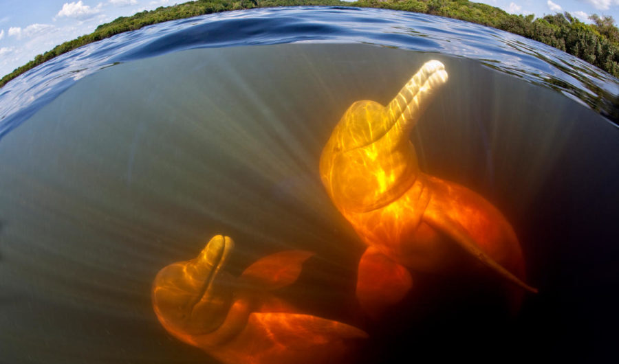 Delfines de río del Amazonas protagonizan expedición entre Colombia y Perú