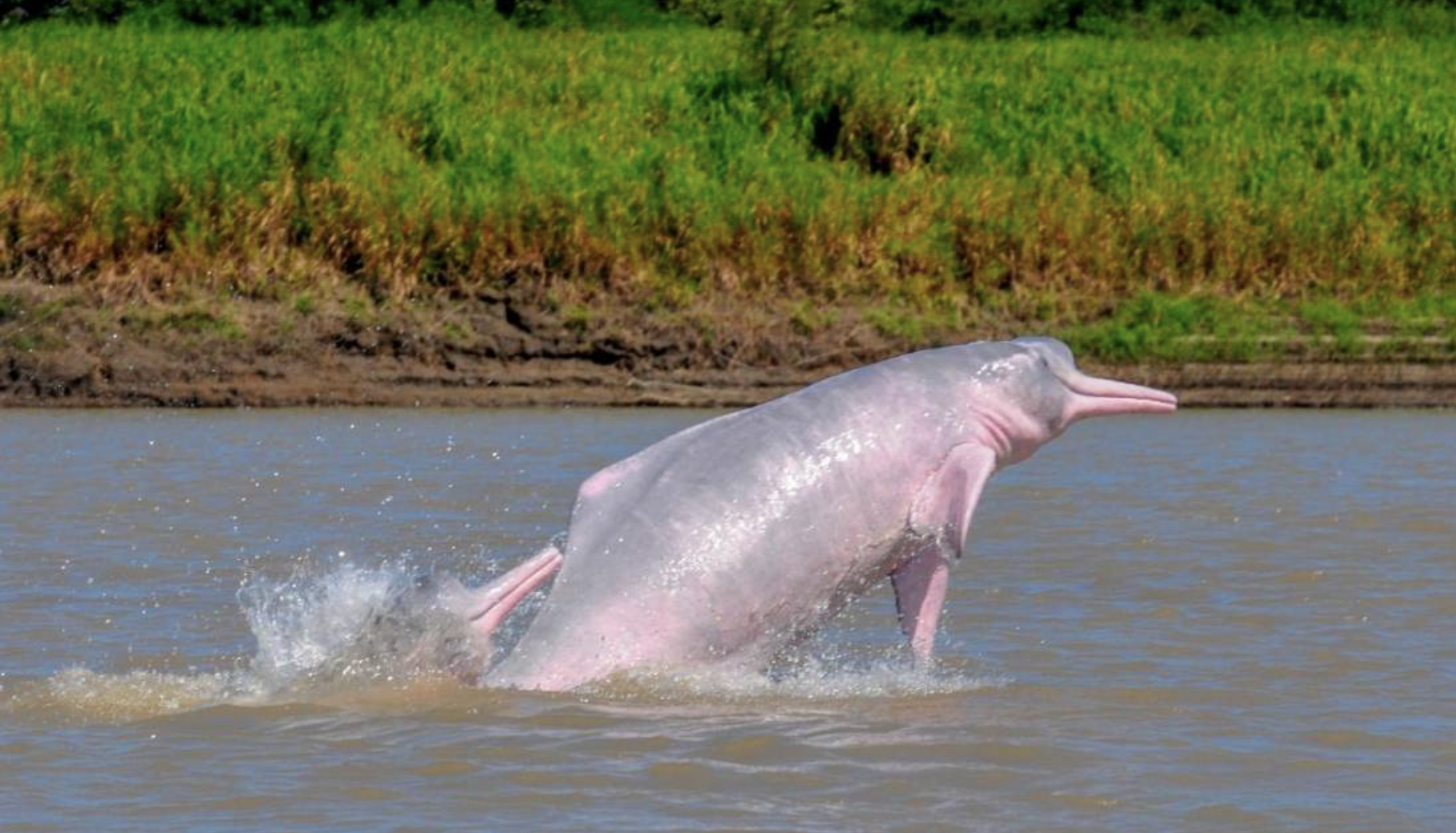 Colombia firma declaración global para proteger los delfines de río