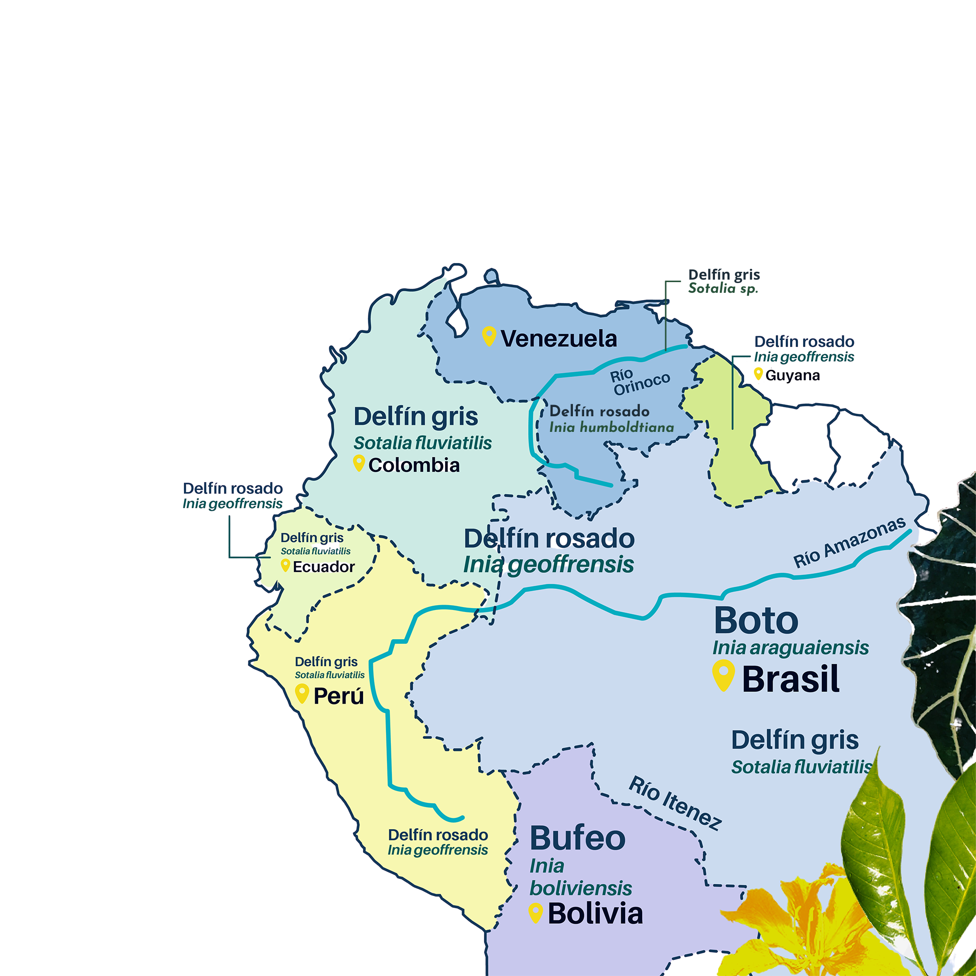 Delfín rosado Inia geoffrensis