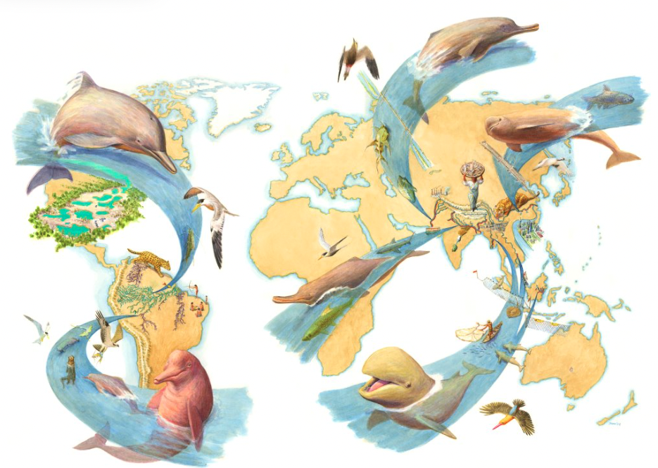 Delfines de río en Sudamérica: de la ciencia a las políticas públicas que protegen la vida 