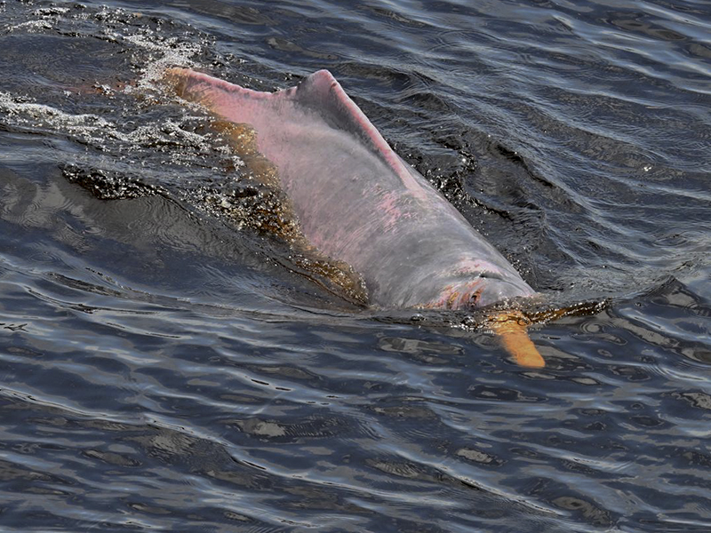 Inia-geoffrensis-FernandoTrujillo-Expedicion-Iquitos-Leticia-2025-1