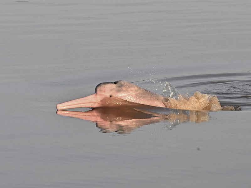Entre Iquitos y Leticia: una expedición clave para la conservación de los delfines de río