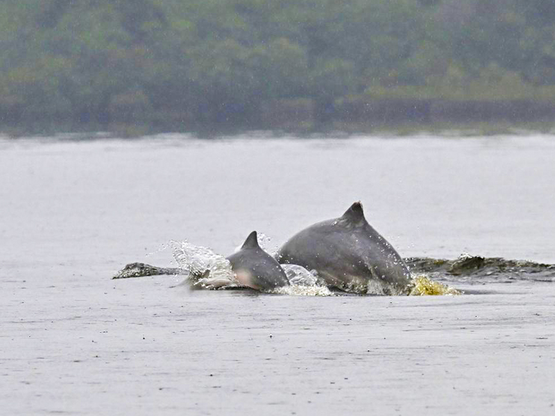 Sotalia-fluviatilis-FernandoTrujillo-Expedicion-Iquitos-Leticia-2025-2