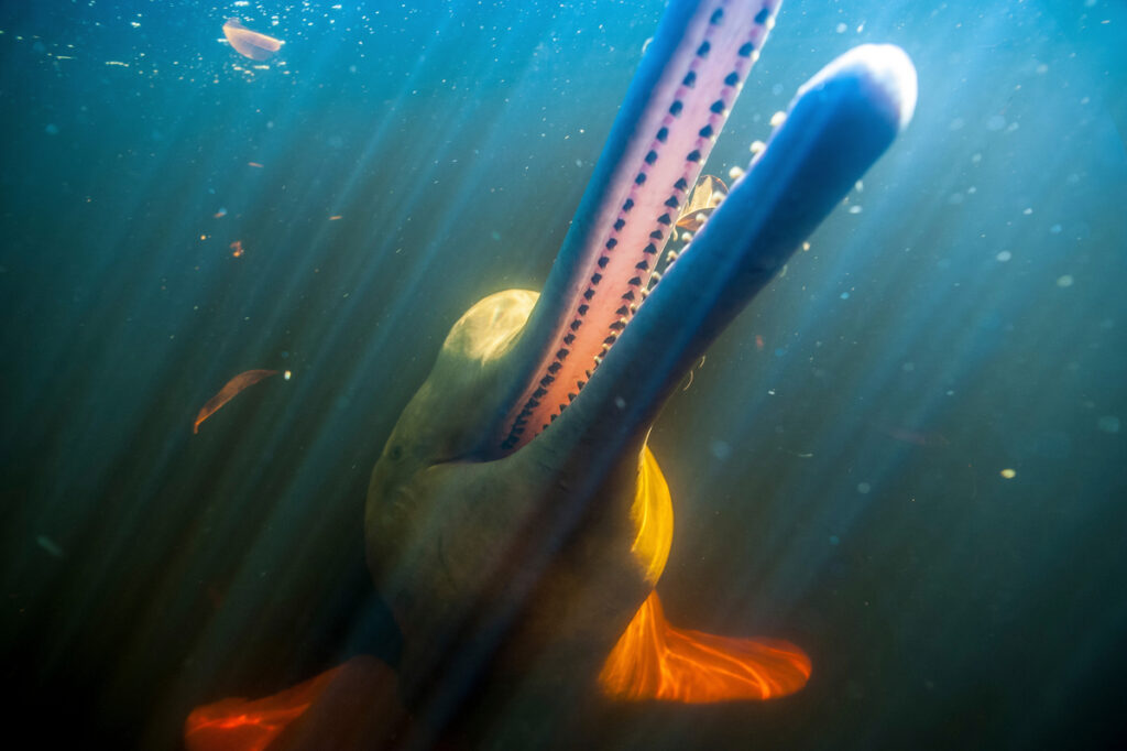 Amazon river dolphin, Rio Negro, Amazonia, Brazil